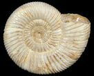 Perisphinctes Ammonite - Jurassic #45416-1